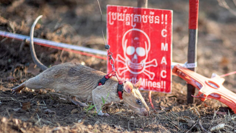 Giant rat wins world record for sniffing out landmines in Cambodia – France 24
