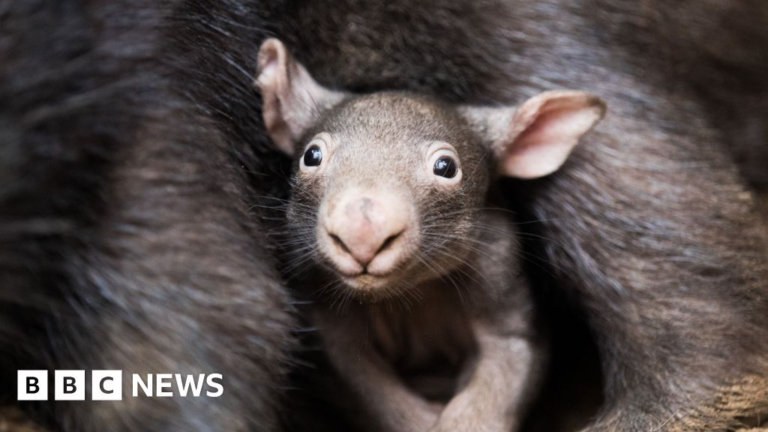 BBC News weekly quiz: What did the influencer do to the wombat? – BBC.com