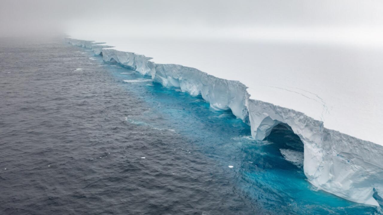 World's biggest iceberg runs aground, sparing crucial wildlife haven – FRANCE 24 English