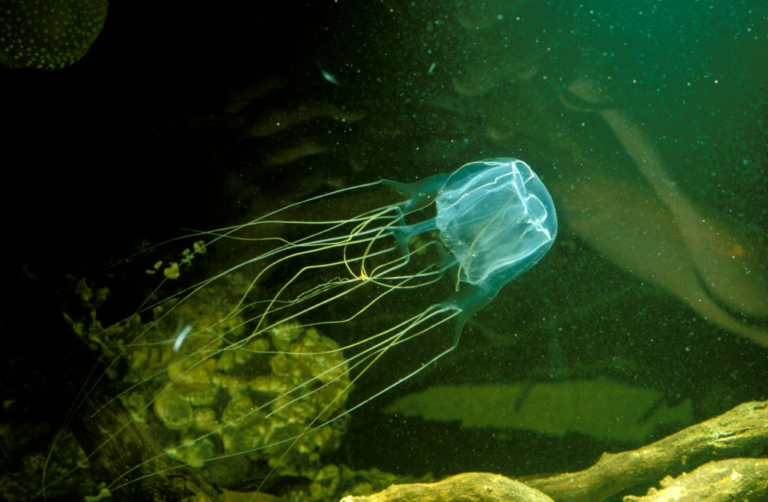 It has 24 eyes and is one of the world's deadliest animals, with a sting so venomous it can kill a human in minutes – BBC Wildlife Magazine