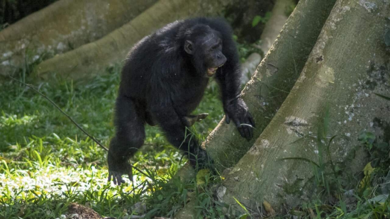 Chimpanzees drum rhythmically 'like in human music', study finds – SBS Australia